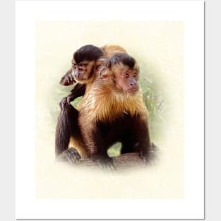 Tufted capuchins Posters and Art